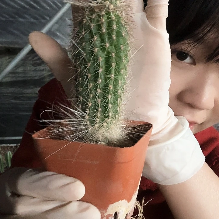 双层鹿角柱1111111111