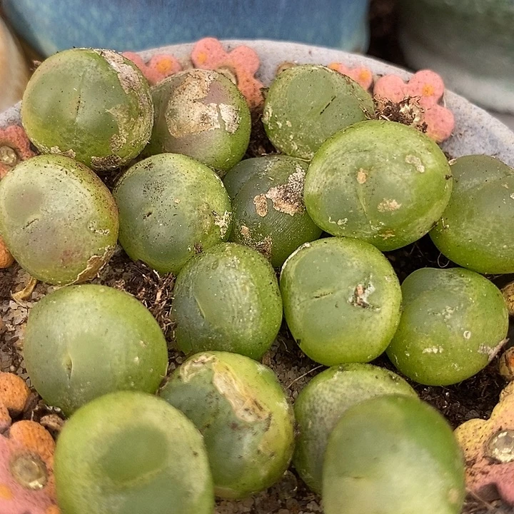 13514大福利拉登一颗