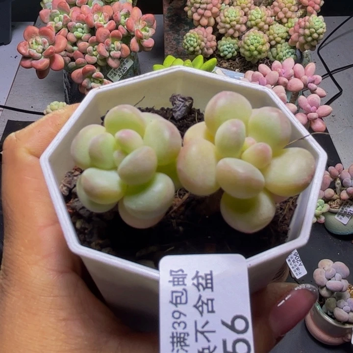 萤火虫256/5cm多肉