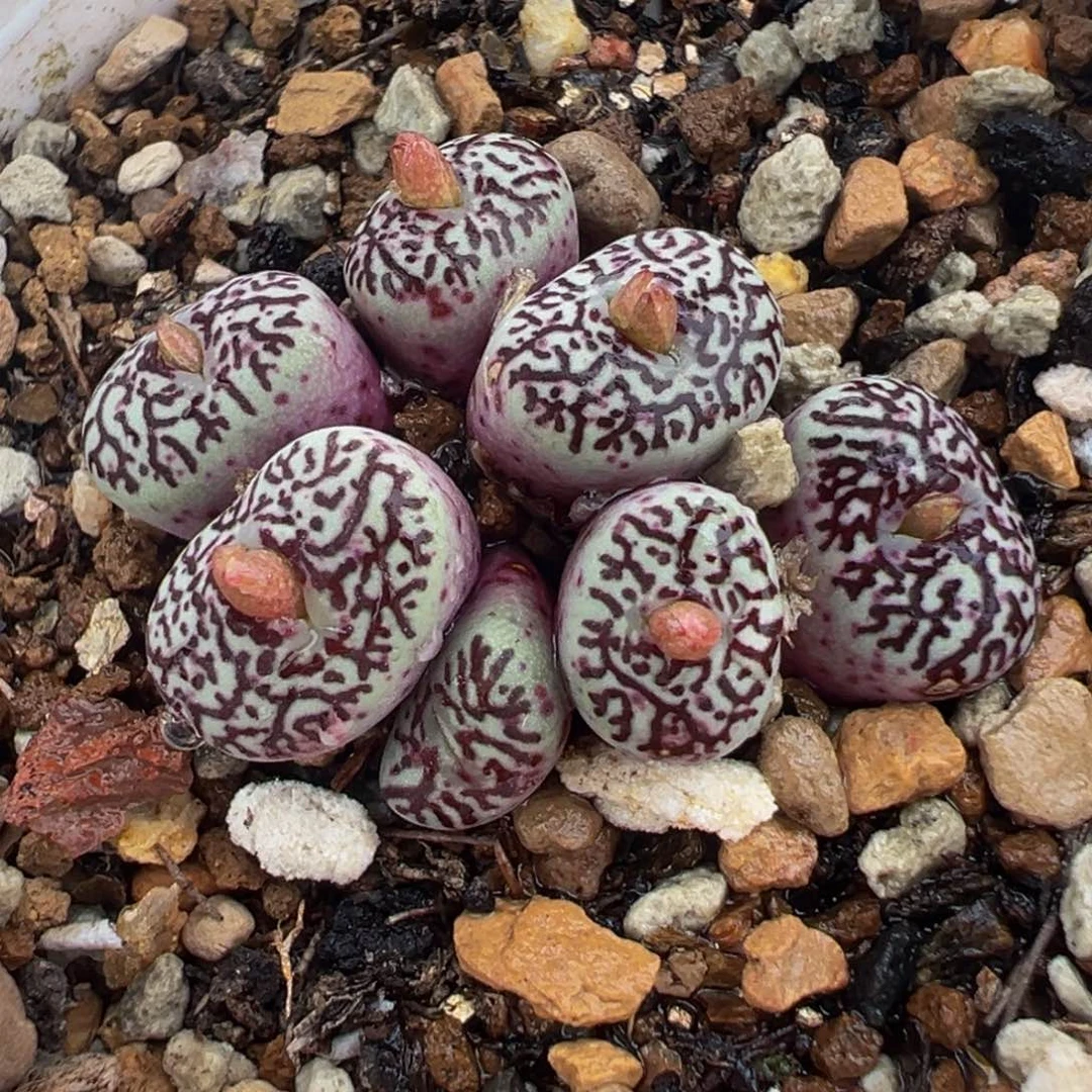 658多肉植物种类多样