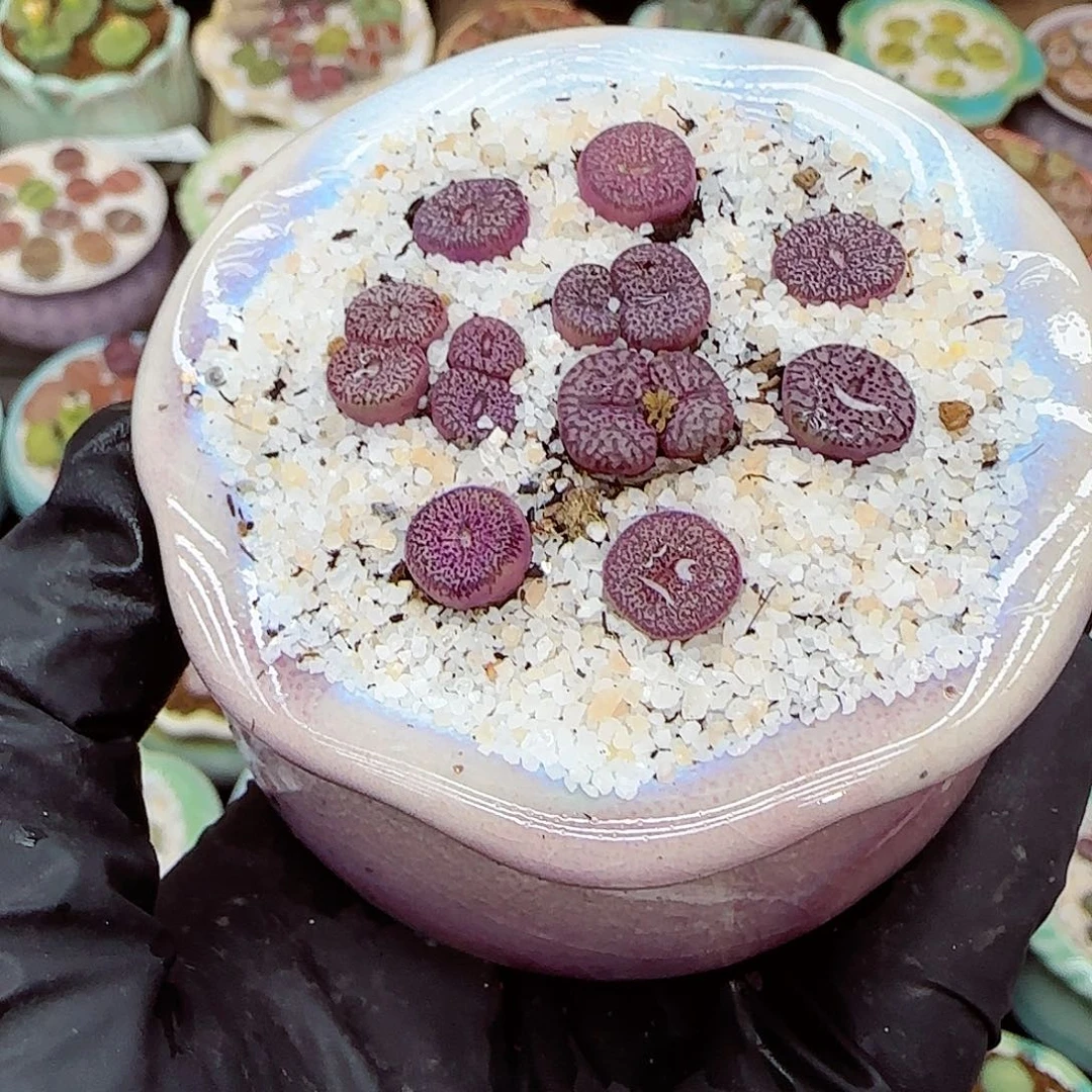 生石花满18包邮1104-64