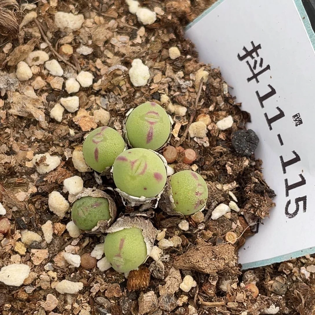 11-115肉锥多肉植物