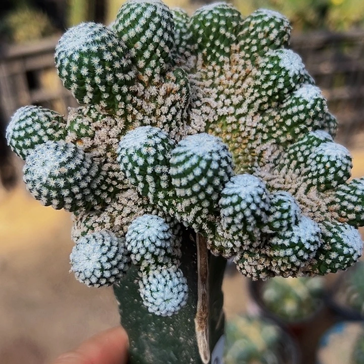 无花朵银牡丹缀化885