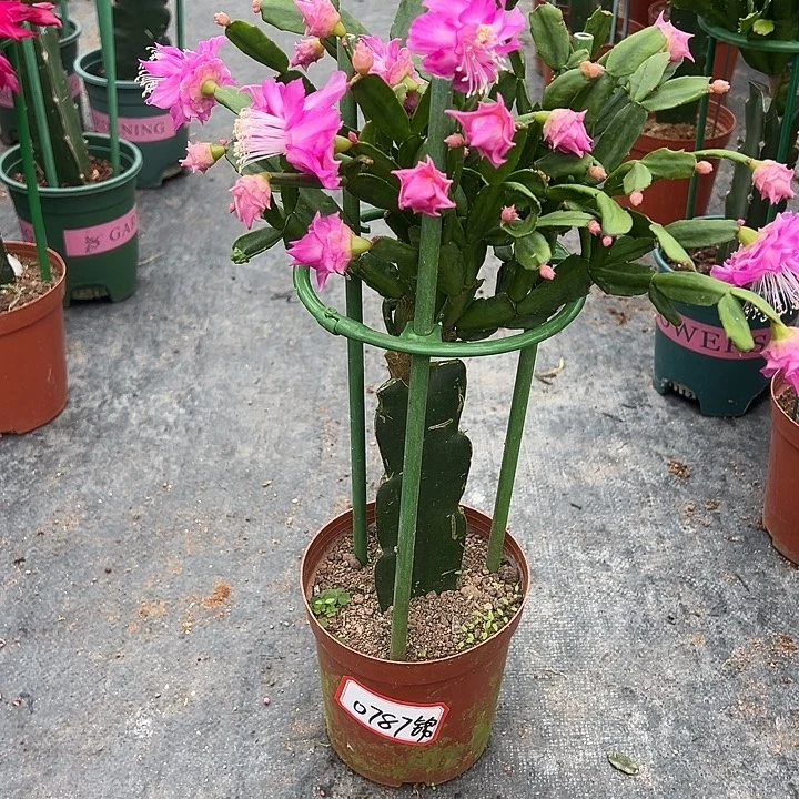 粉玫瑰蟹爪兰0787