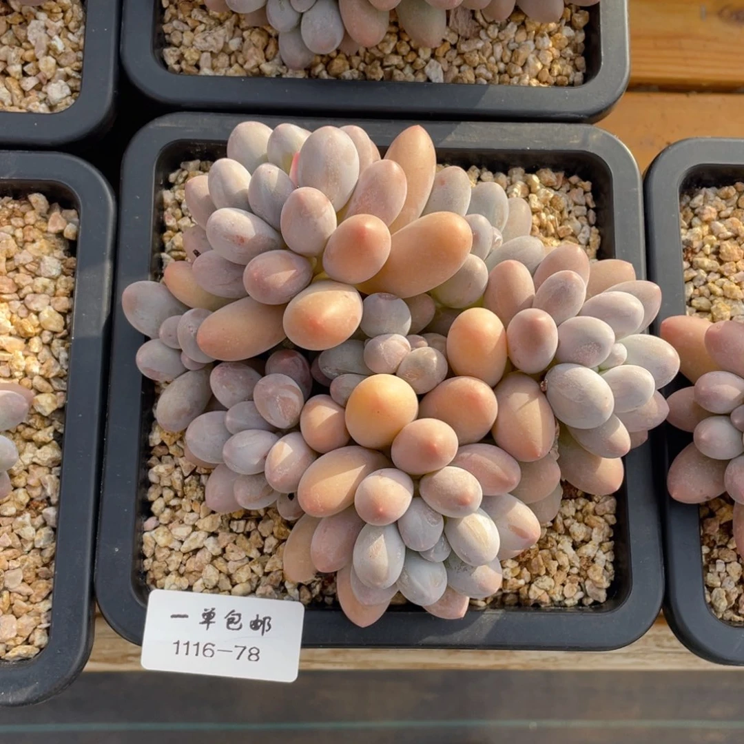 1116-78-汤圆，。。。。