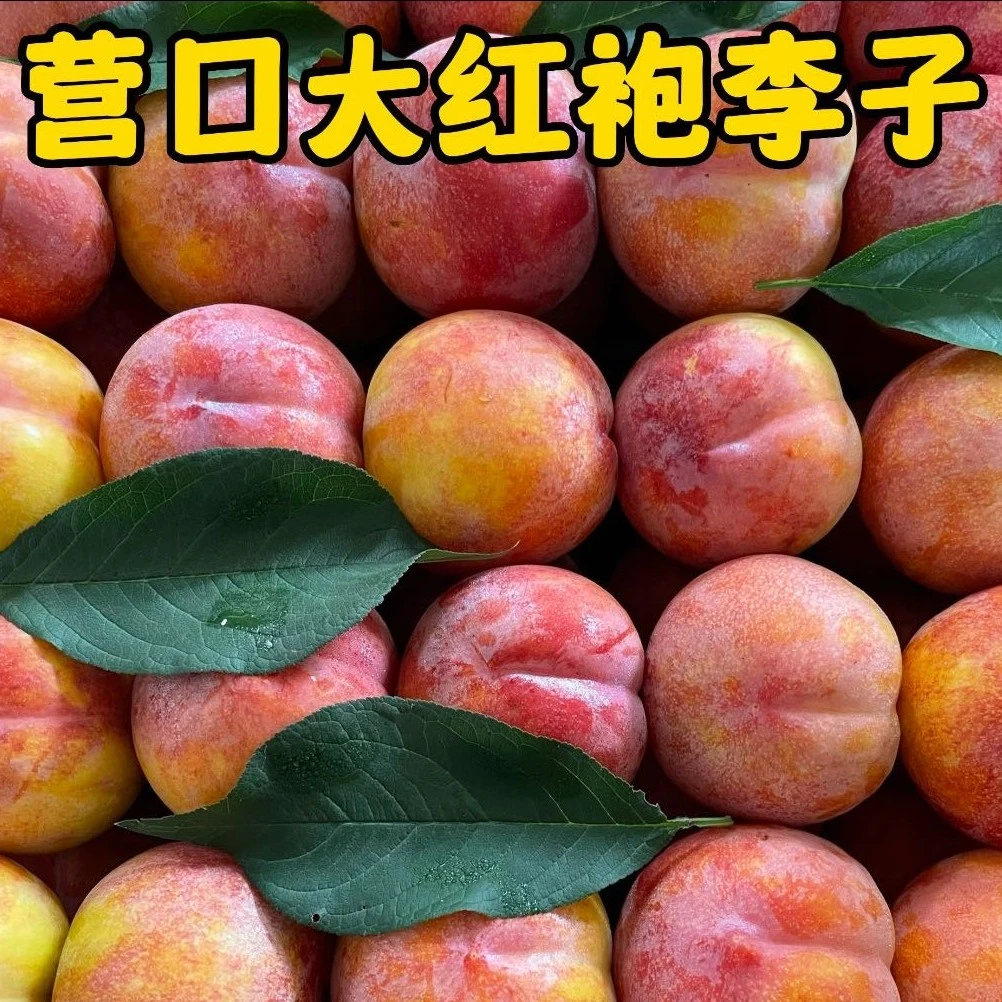 辽宁大红袍李子离核脱骨李净重3斤5斤坏果包赔