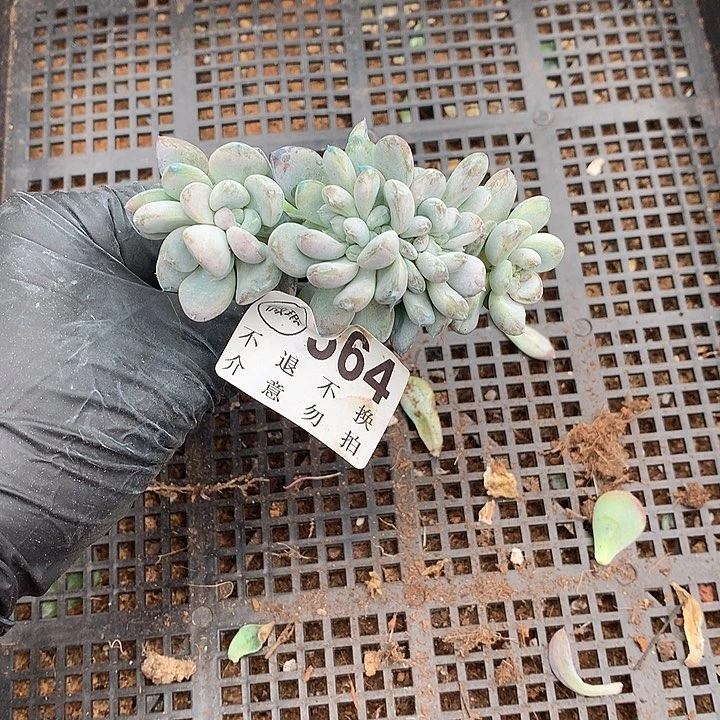 菩提子缀化小树 微瑕