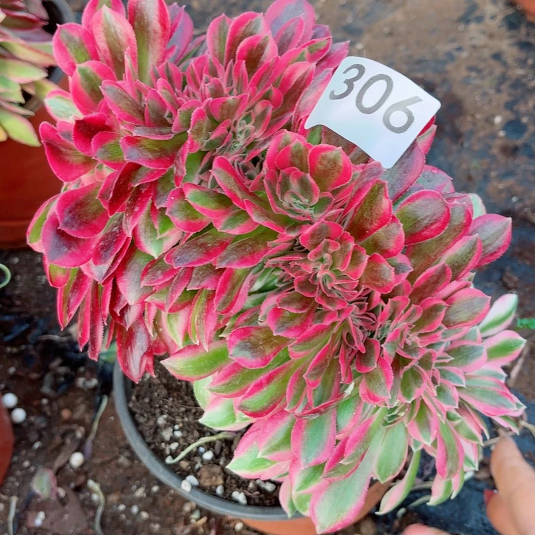 多肉植物306女巫