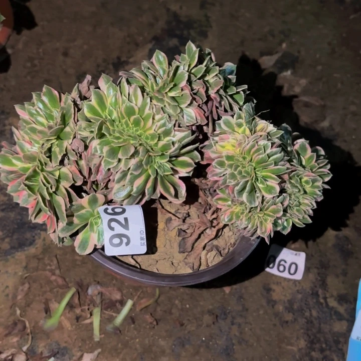 926白凤多肉植物不售后