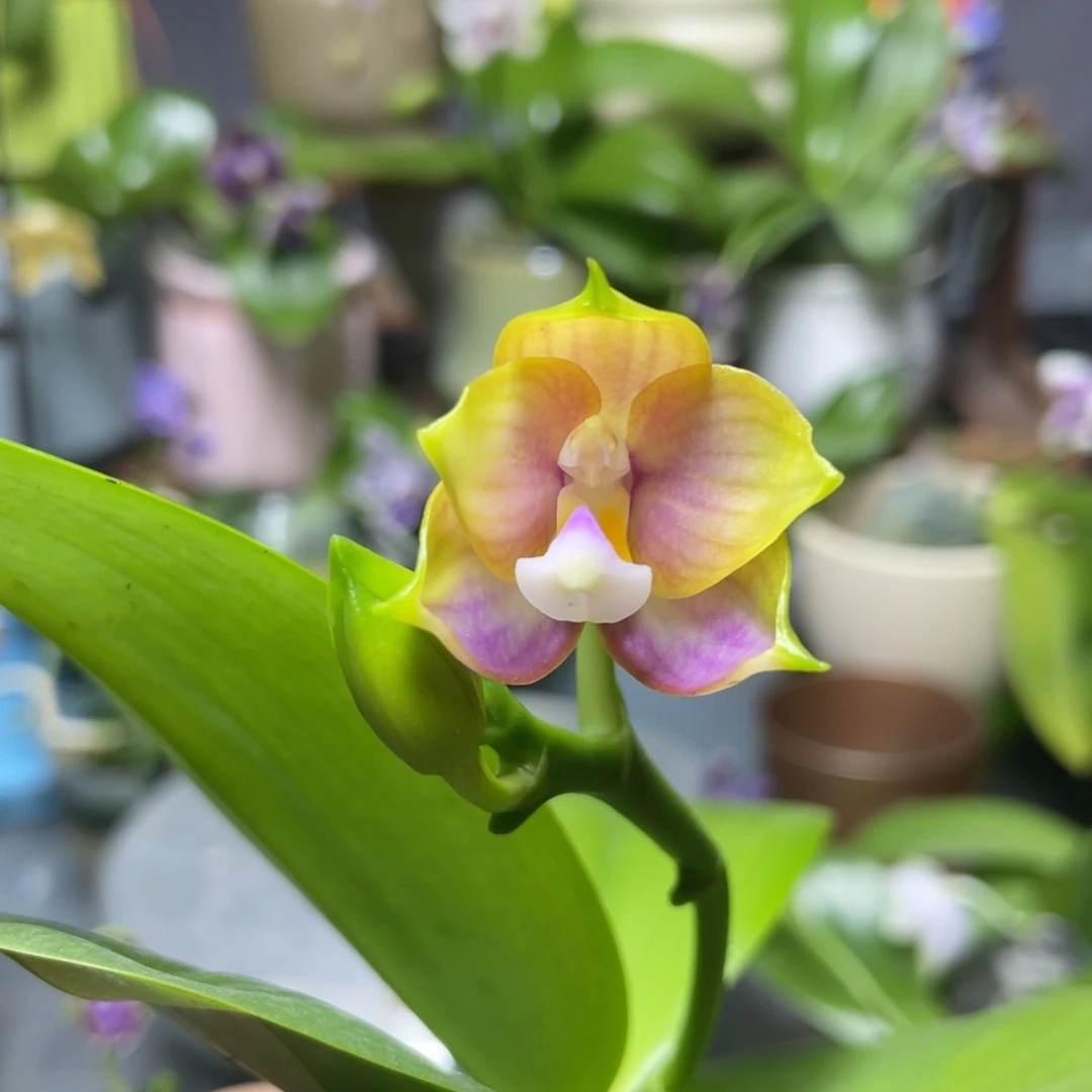 完全开放反射龙交粉玛丽，2.5杯开花株