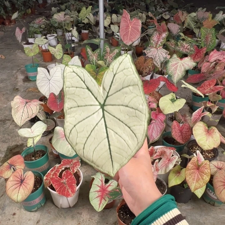 不开花植物A762白色恋人不包种球大小不包叶损