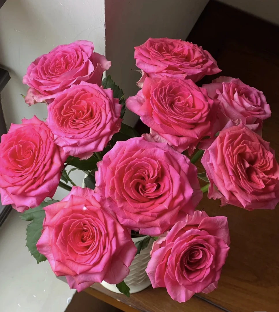 【贵夫人玫瑰】花农直发，全场任意两单顺丰包邮，0度以下必拍保温棉！