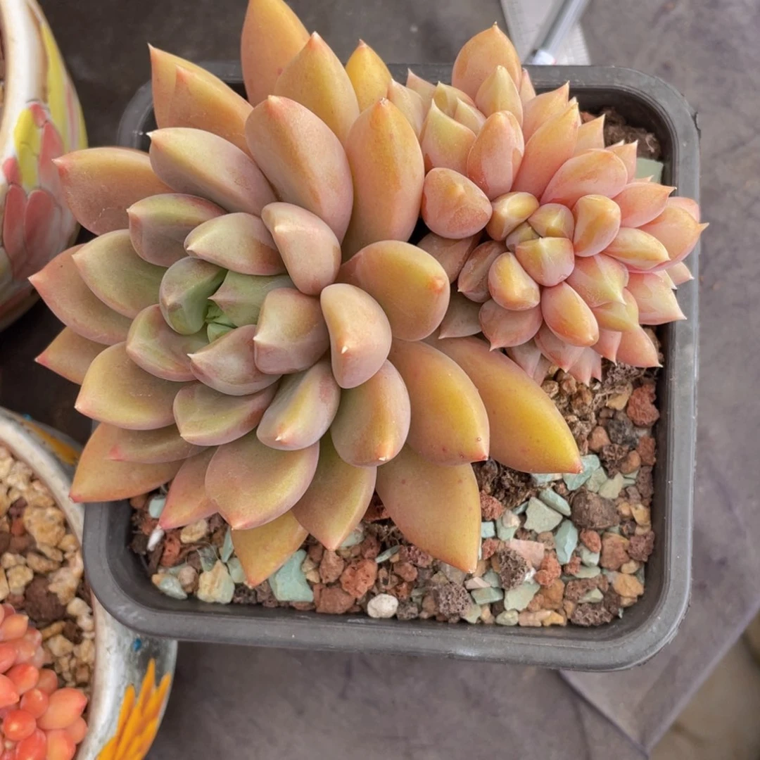 红象牙小辫子缀（造型款）