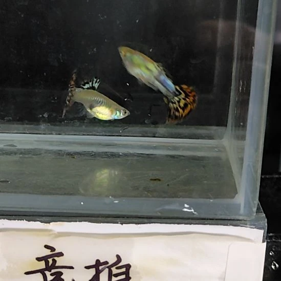 孔雀鱼19越系彩蝶一对