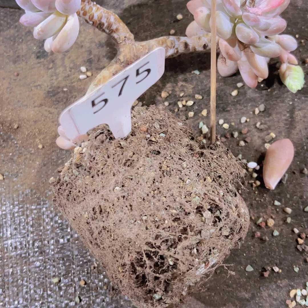 ?***?575老桩10元元微霞