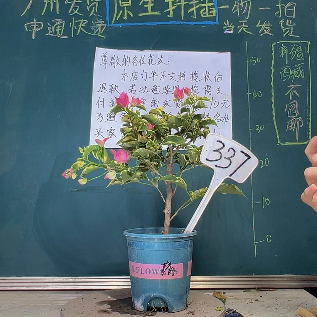 当前无花栽培后可以开花蜡染粉 337