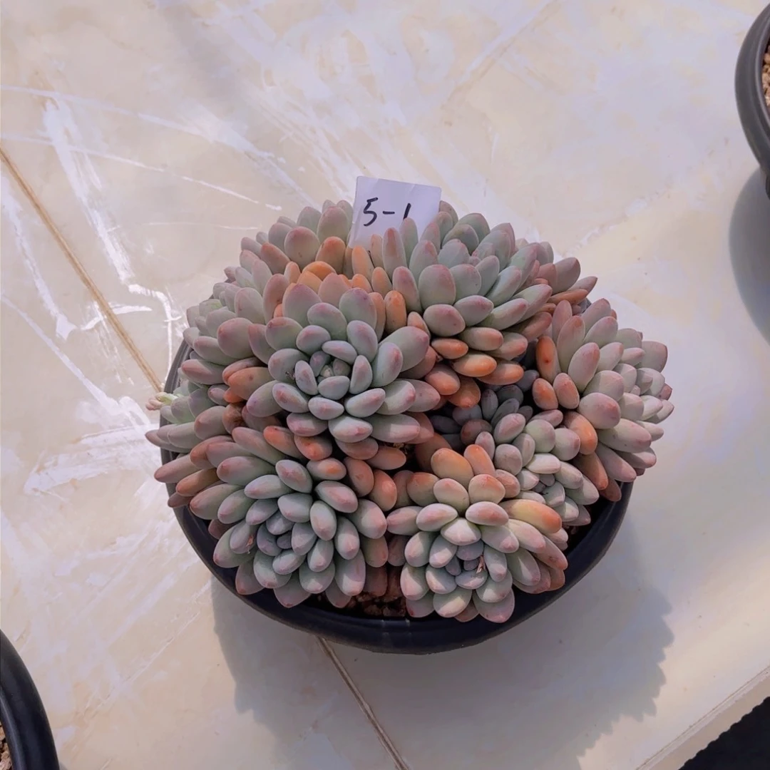 501香水多肉植物
