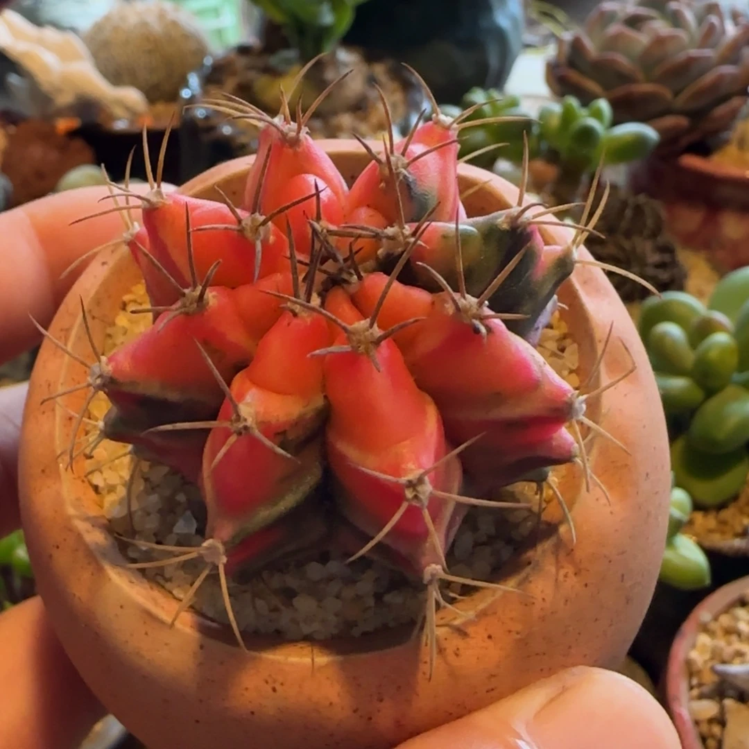 多肉植物牡丹亭的紧