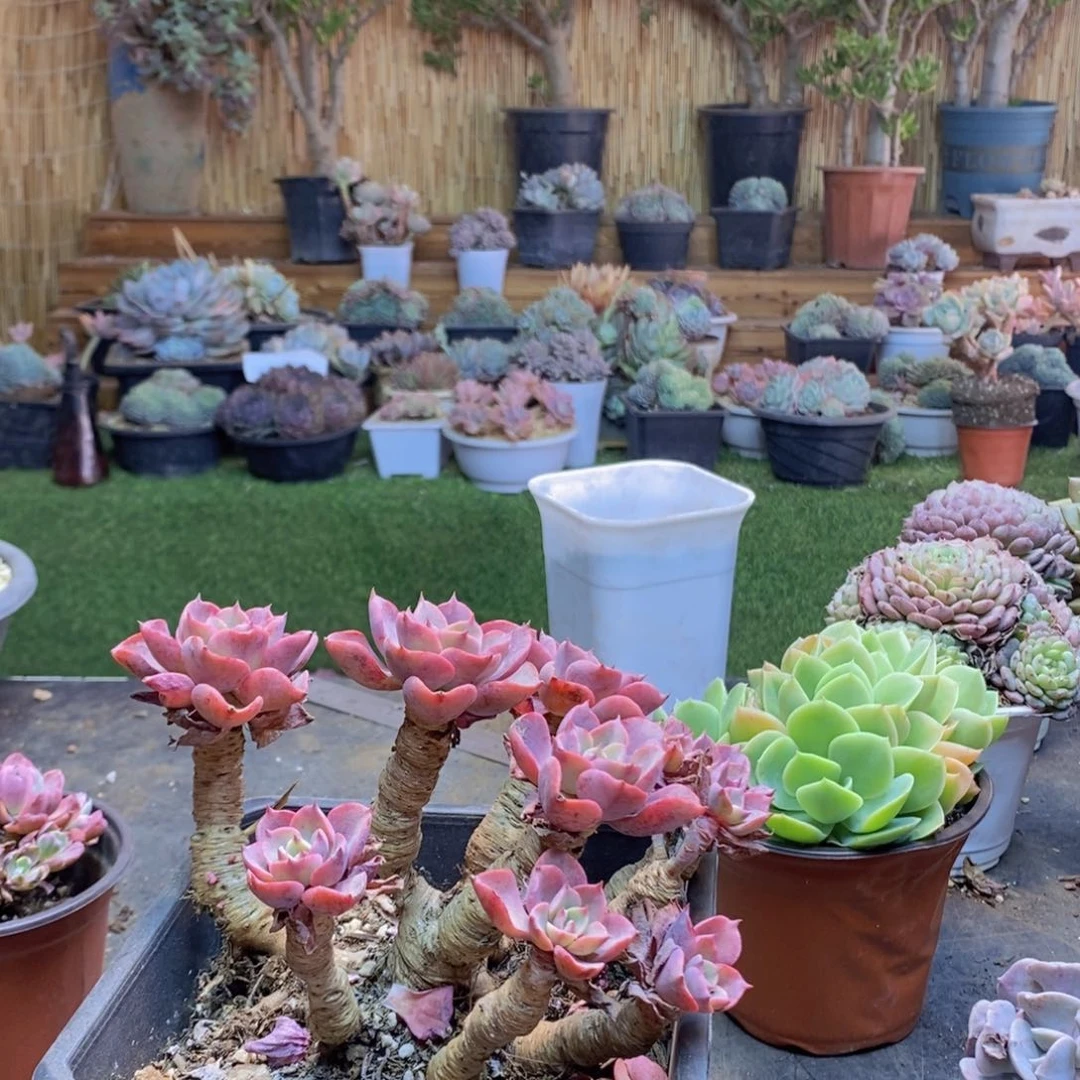 L**a4号雨滴老桩多肉