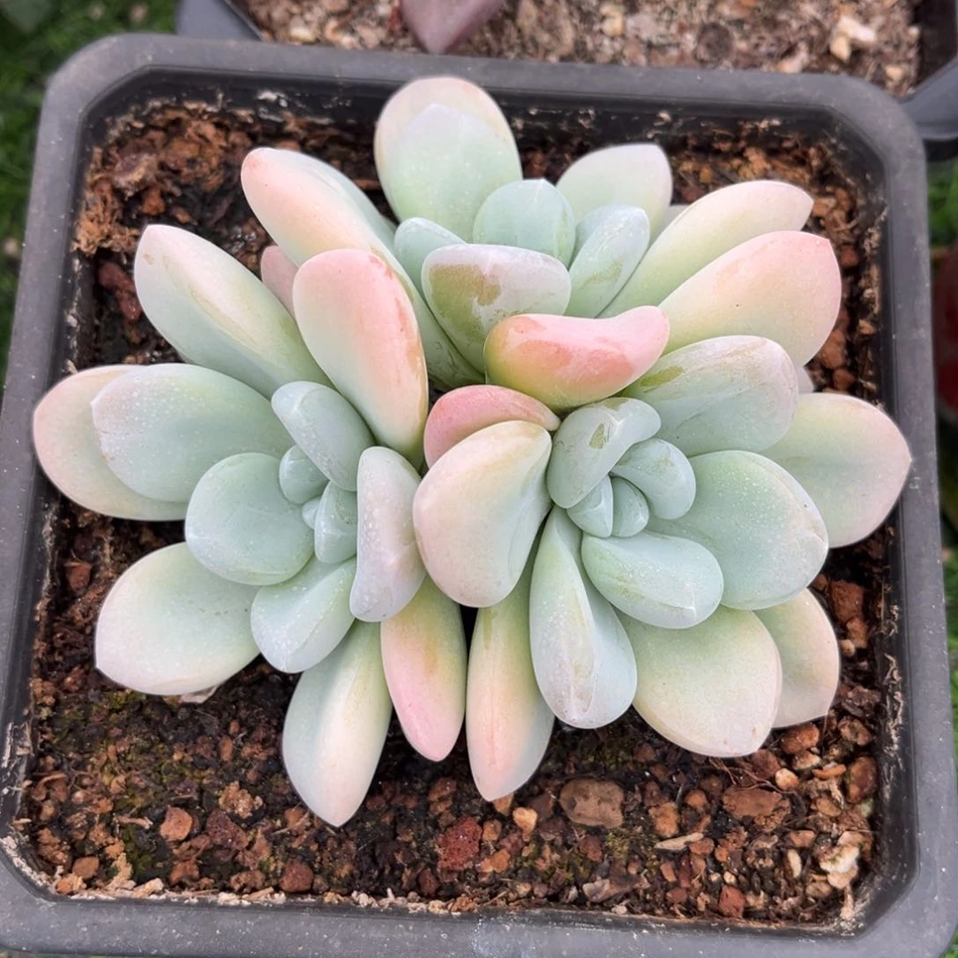 多肉植物多肉植物