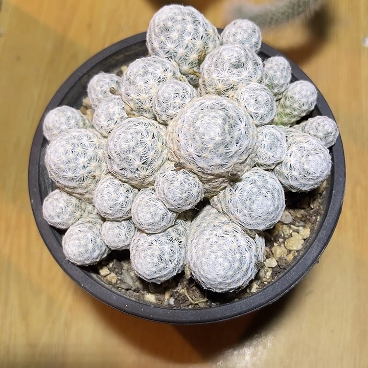 姬春星一物一拍下单包邮