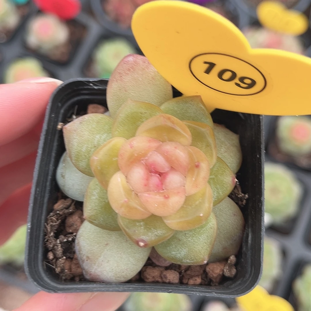 109号新品珍妮单头