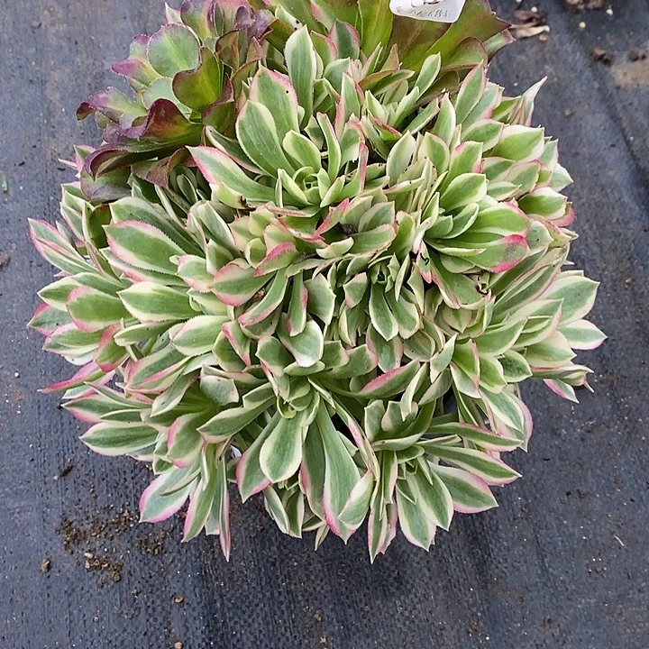 853粉水晶多肉植物