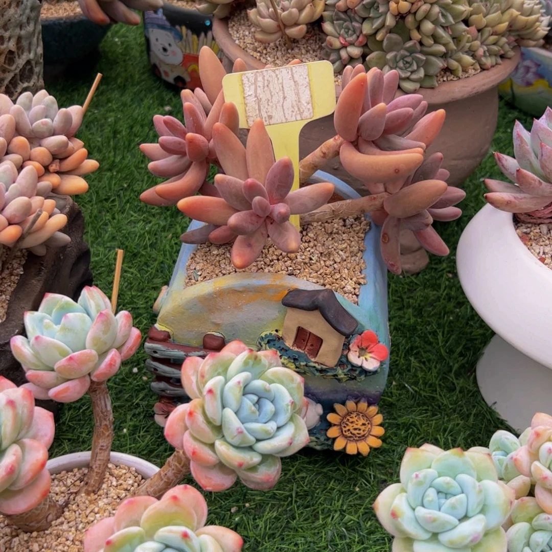 华****金红手指小老桩带盆