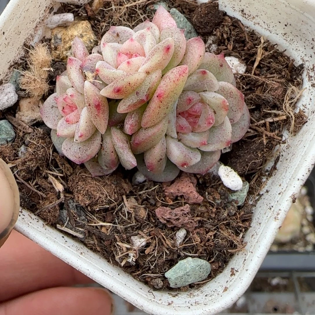 多肉小卡拉米糖心一物一拍