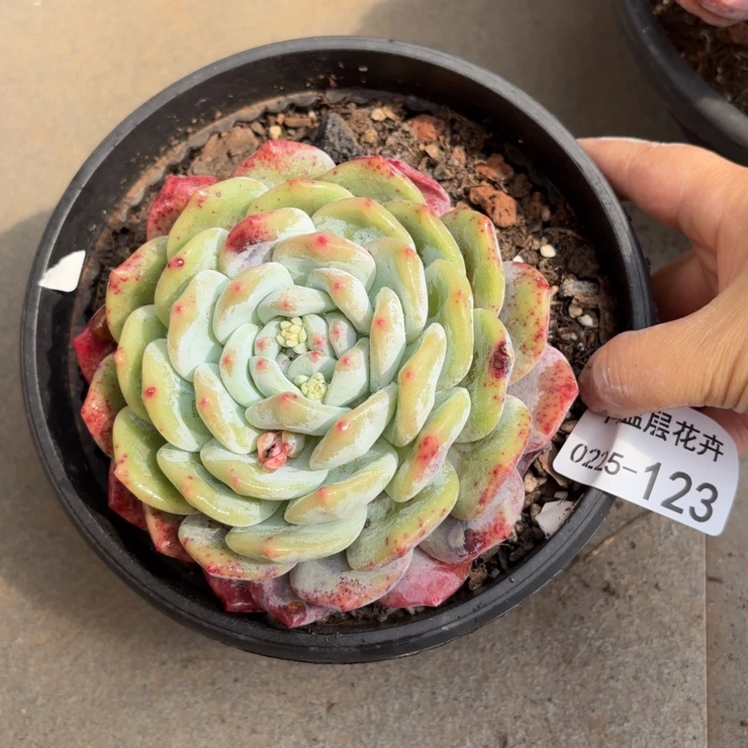 同温层多肉雪天使123