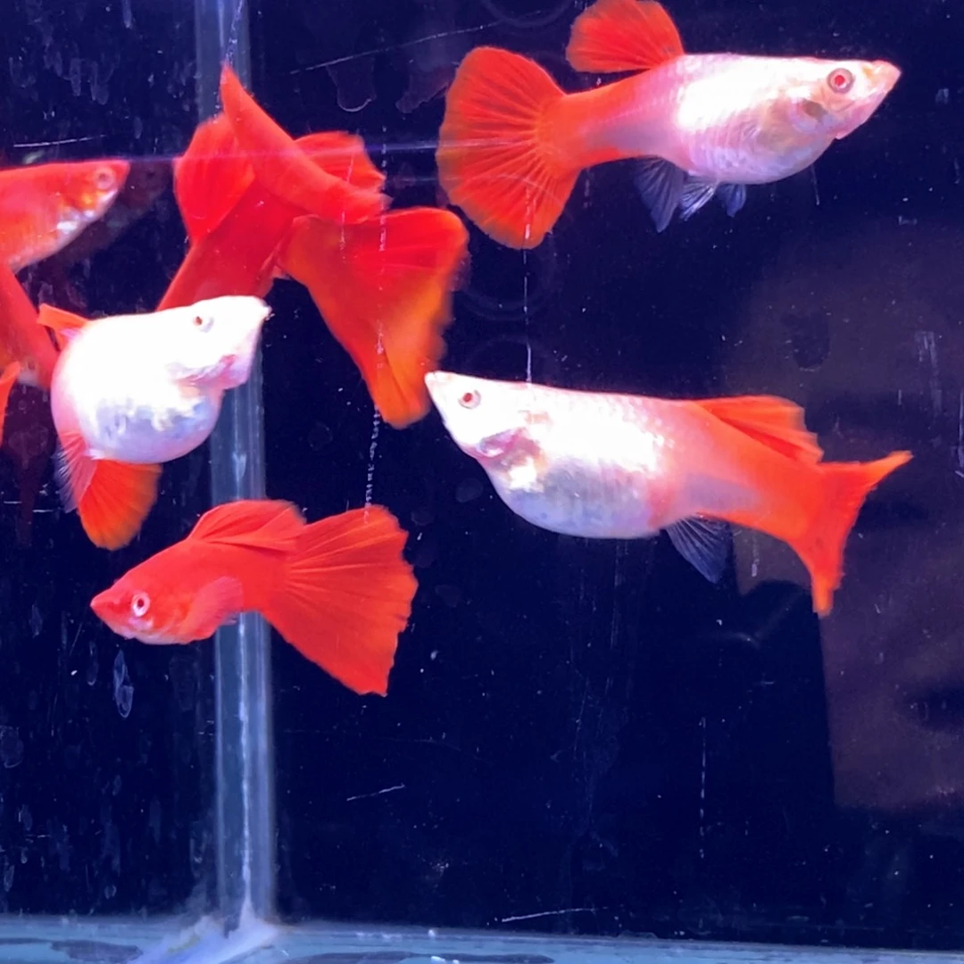 孔雀鱼大背血红3对