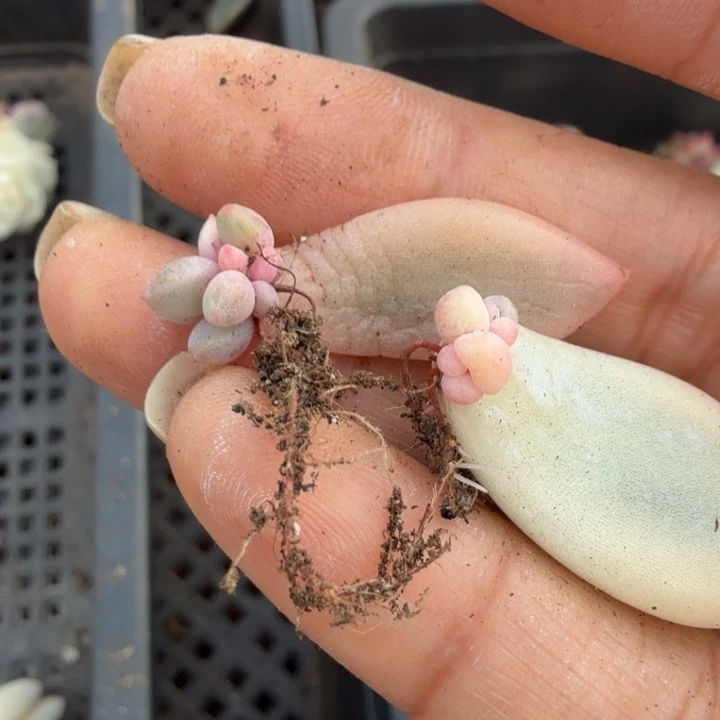 新香水锦拉丝锦花脸一组