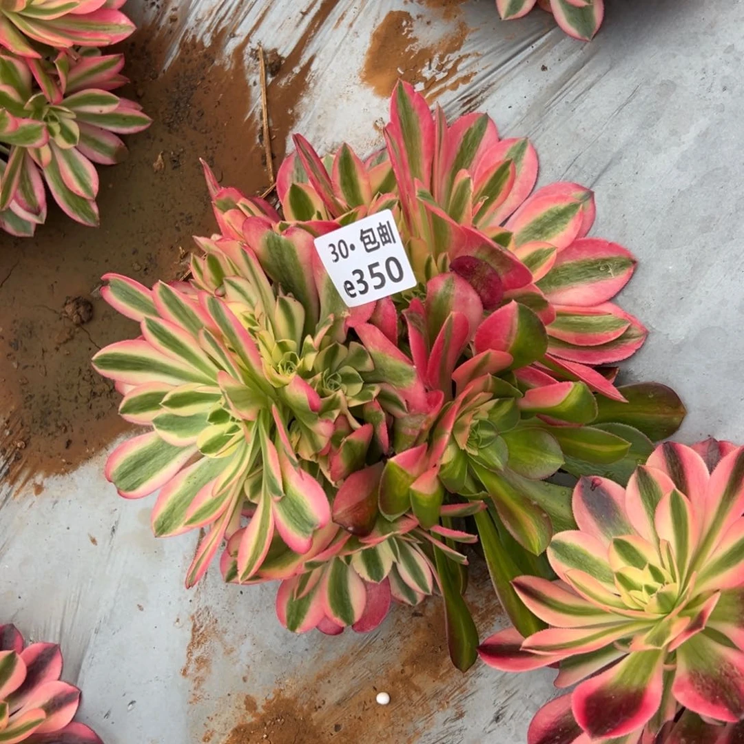 350女巫多肉法师