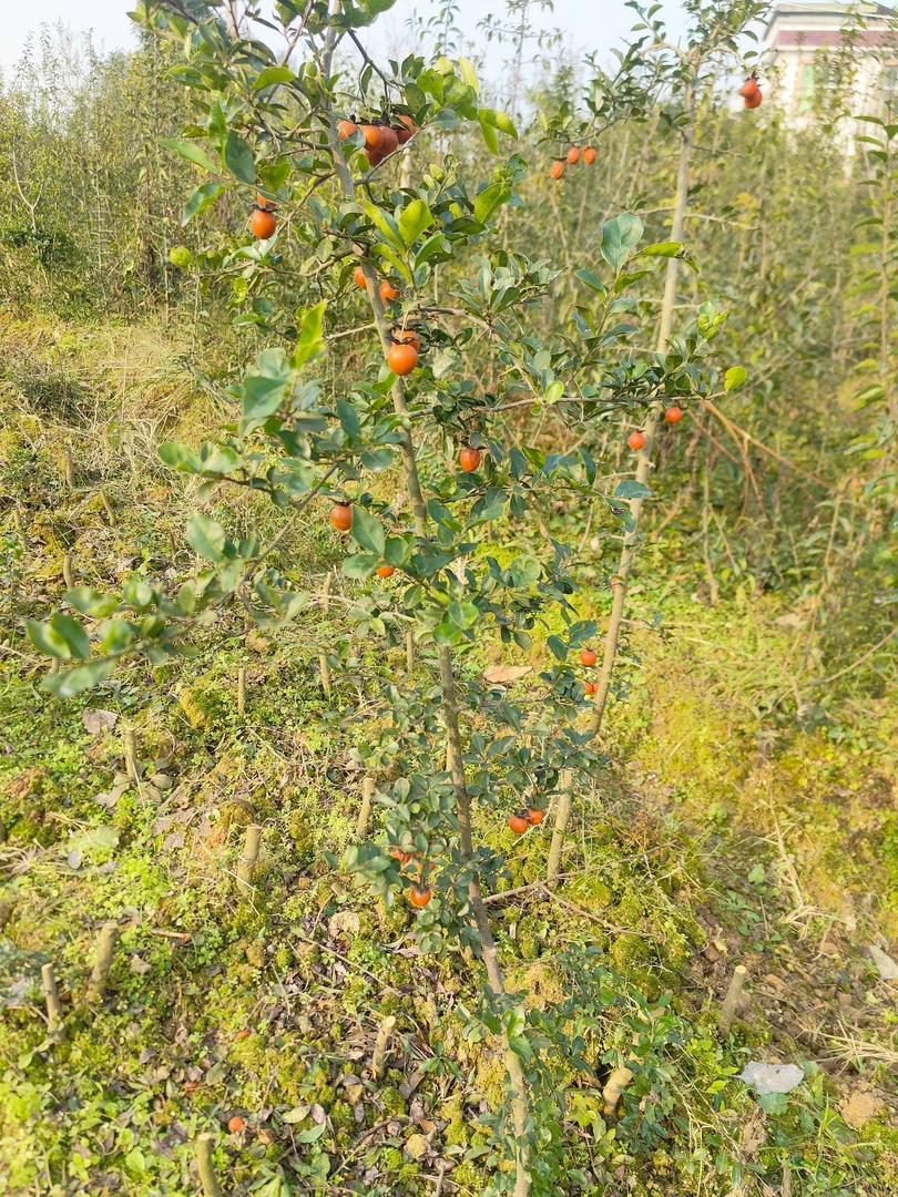 金弹子园艺小品，中式禅意桌面植物，地栽庭院绿植。直播间一物一拍