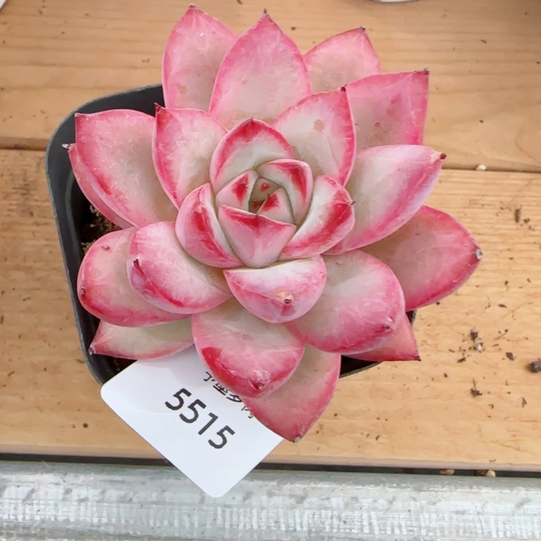孤品福利，5515多肉植物