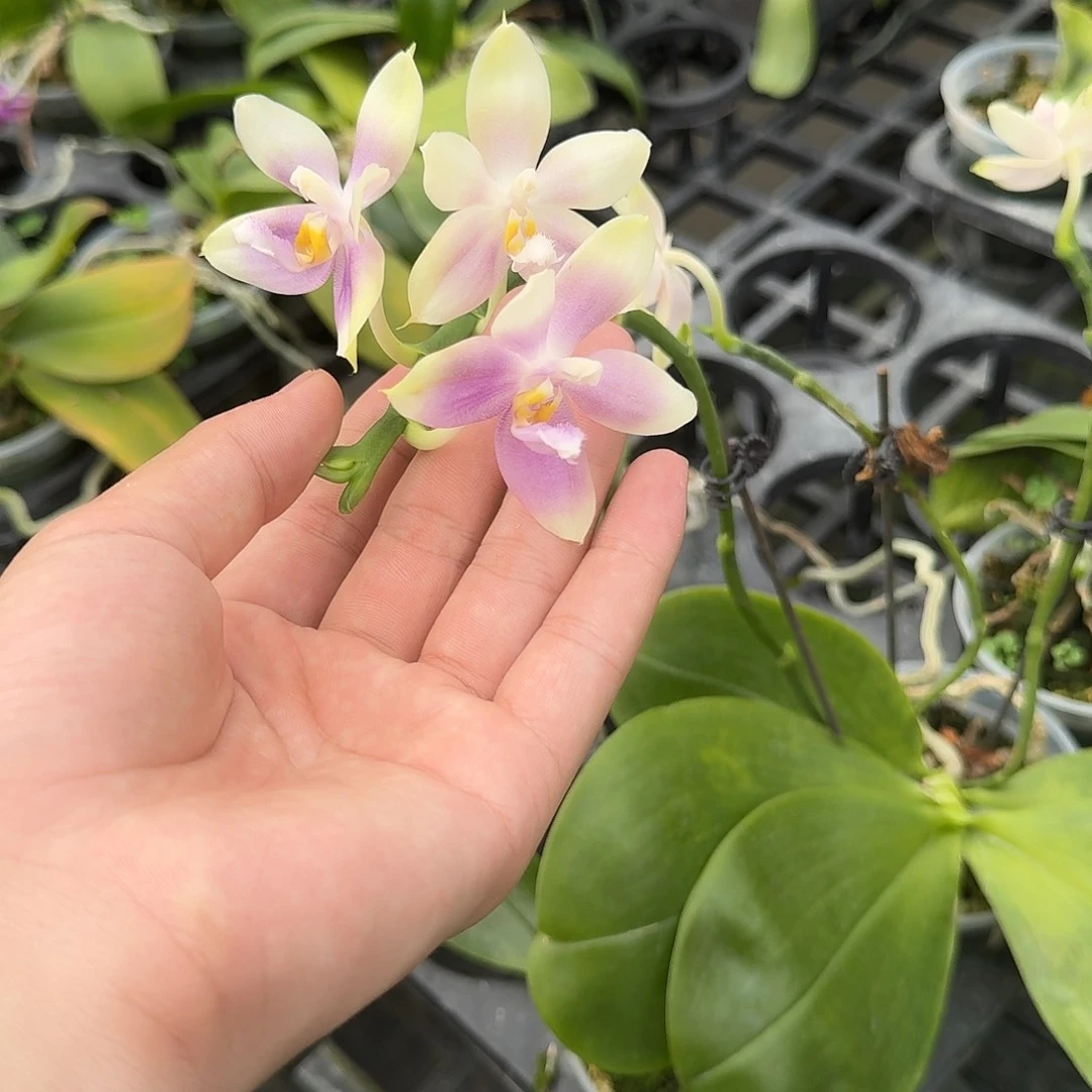 当前无花栽培后可以开花l835 瑕疵三寸猫头鹰孔雀