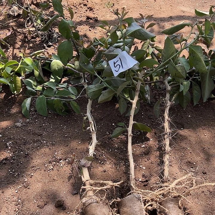 40多公分树型叶仙三颗编号51