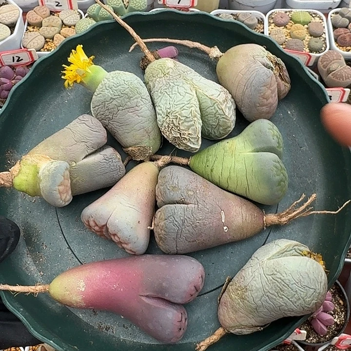 生石花1111111。  无售后。   586