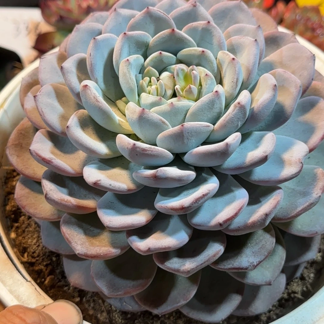 维特768一物一拍包装收缩花旱