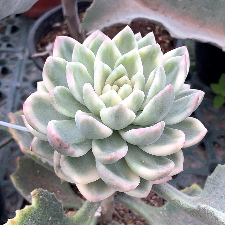 冰月亮白覆伦锦一物一拍锦龙