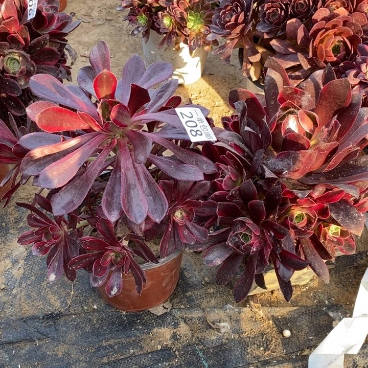 208香奈儿➕金丝雀多肉