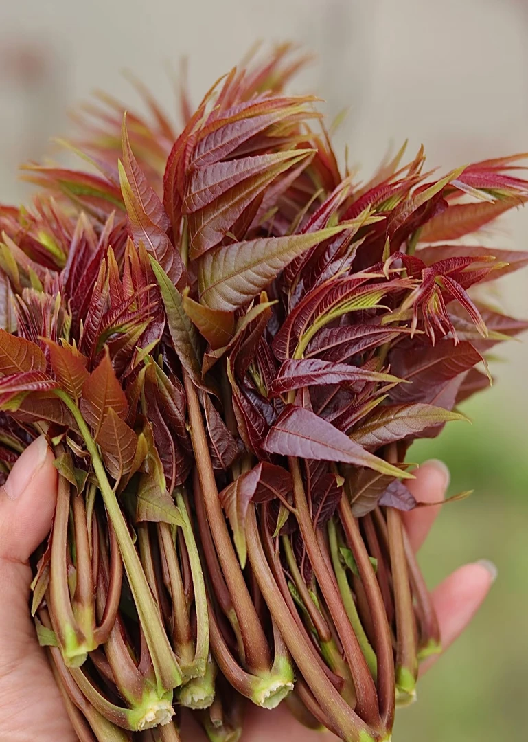 春天乡村农家野生土鸡蛋香椿鲜嫩四川泸州合江