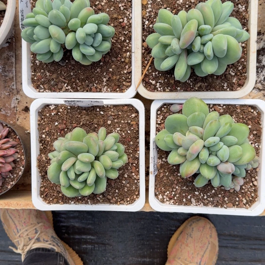 恋***独寄养奶龙14颗多肉植物