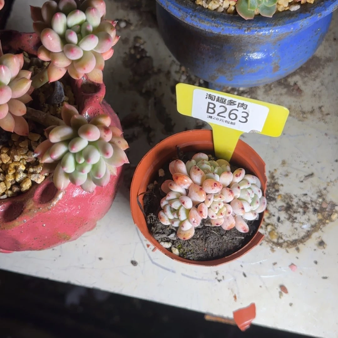 茗烧肉植物学打求生老庄