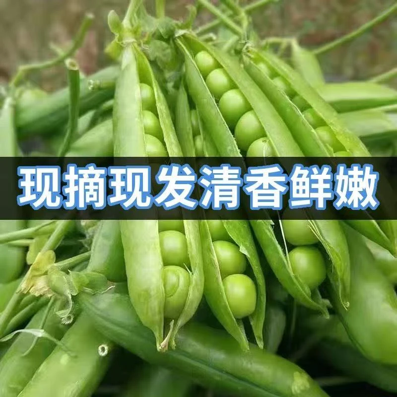 现摘南阳本地净重5斤新鲜豌豆豌豆荚豆荚青豆带壳农家自种