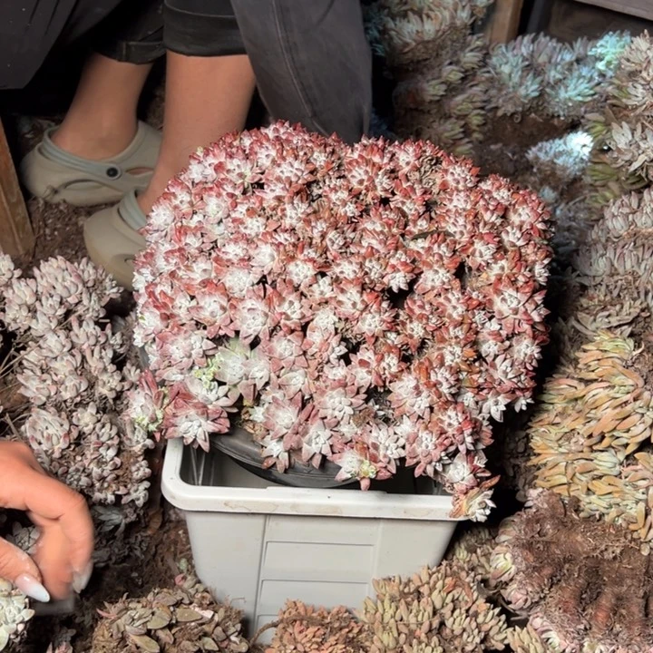 肉*嘟8674哈哈哈哈哈哈哈