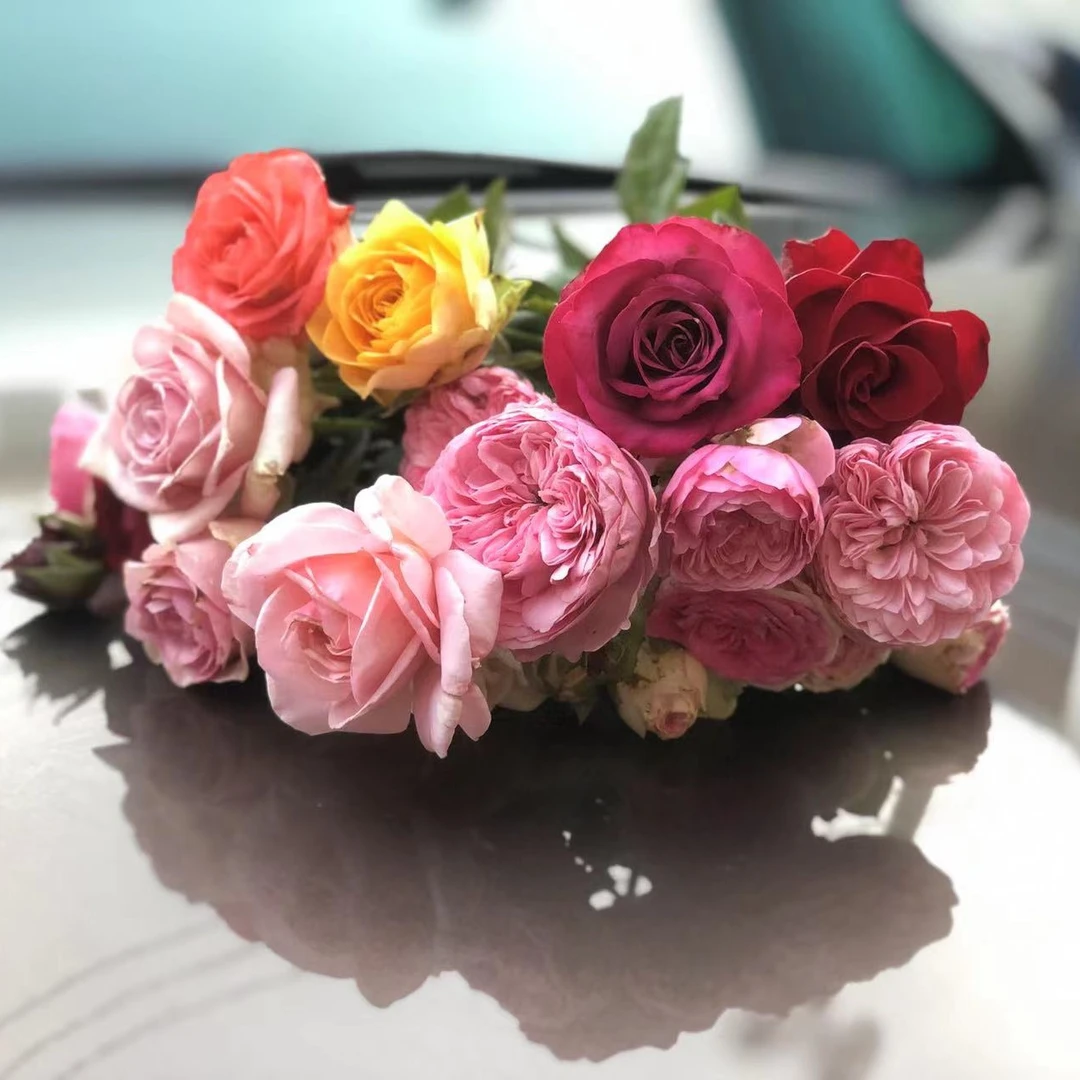 月季玫瑰苗直播专用