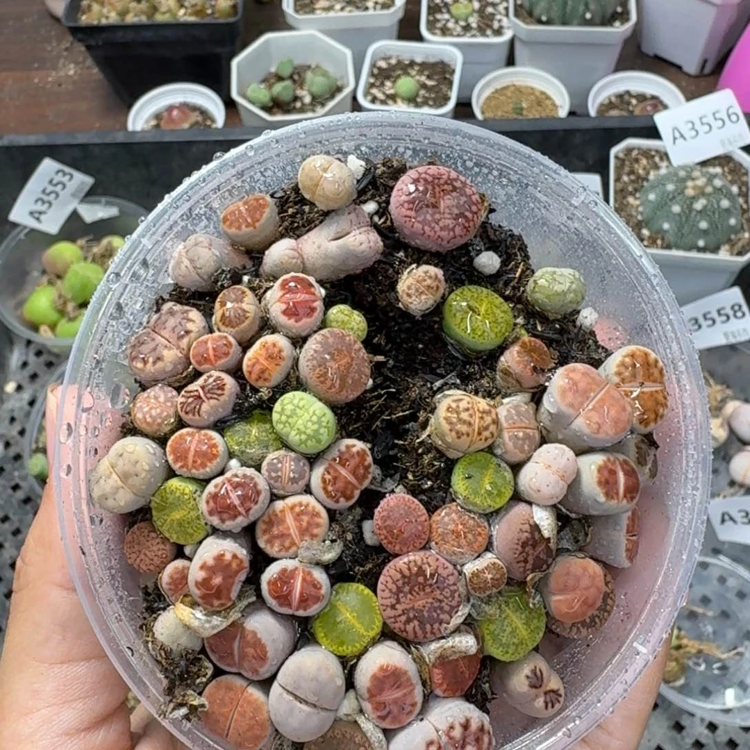 3568 生石花和肉锥