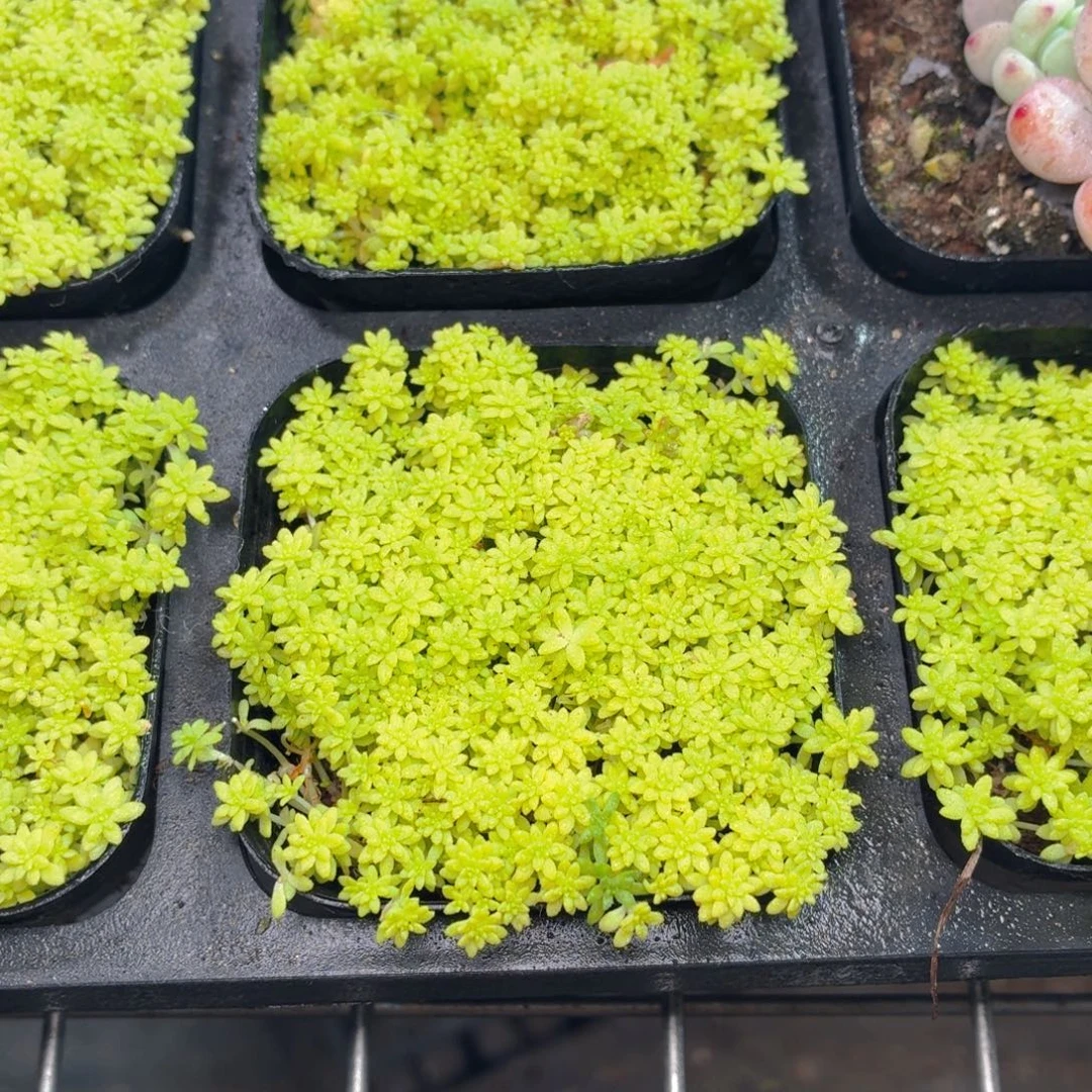 黄金草多肉9.9包邮发货