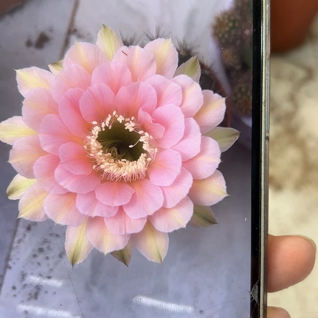 彩草美人鱼3公分侧牙